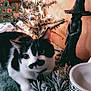 cat, black_and_white_cat, christmas_tree, ornaments, lights, witch_figurine, holiday_decor, indoor, festive, cozy, curious_cat, fur, animal, pet, decor, table, cup, greenery, closeup, winter