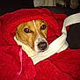 dog, blanket, red_blanket, cozy, pet, indoor, fur, snug, wrapped, comfort, canine, portrait, resting, brown_and_white, animal, couch, home, cute, relaxed, soft