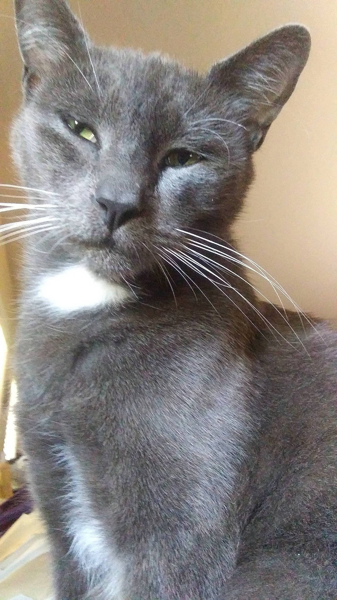 Ziggy joined the competition — help win amazing prizes! carnivore, cat, claw, comfort, domestic_short_haired_cat, eye, felidae, fur, grey, paw, small_to_medium_sized_cats, snout, terrestrial_animal, whiskers