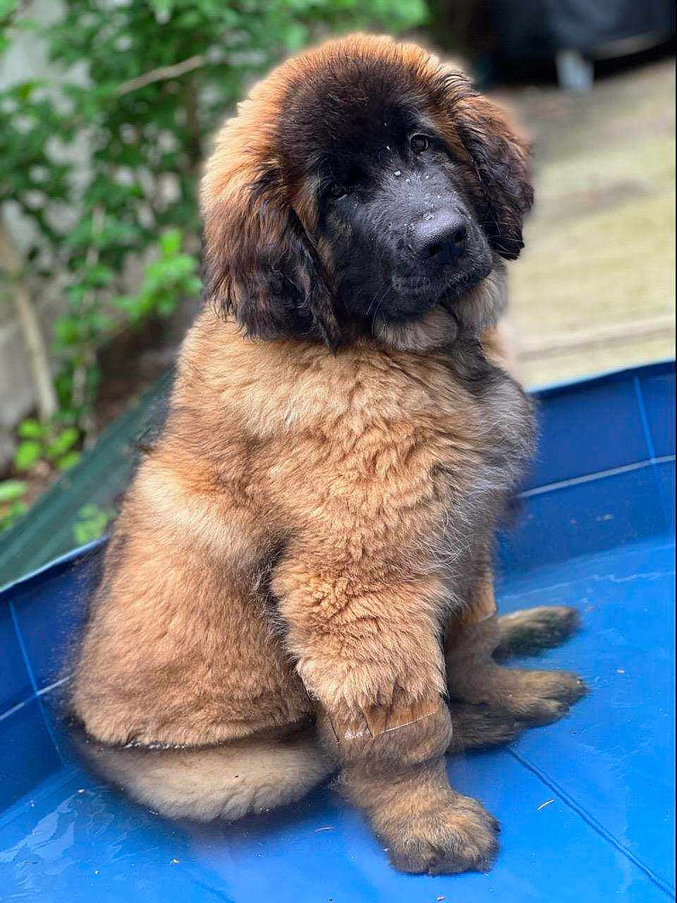 Baron