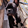 Paco a rejoint le concours — aidez-le/la à gagner de superbes lots ! alert, animal, black_dog, close_up, companion, curious, cute, dog, domestic, ears, flooring, french_bulldog, indoor, looking_up, metal_chair, paw, person_leg, pet, white_patch, wooden_floor
