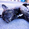 adorable, animal, black_dog, bow_tie, canine, casual, close_up, companion, cute, dog, expression, french_bulldog, lying_down, outdoor, pavement, pet, playful, portrait, relaxed, wrinkles