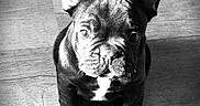 Paco participe au concours pour gagner de l'argent avec cette photo : adorable, animal, black_and_white, companion, cute, dog, ears, french_bulldog, fur, indoor, looking_up, pet, portrait, puppy, sitting, small, vignette, wooden_floor, wrinkled_face, young