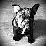 adorable, animal, black_and_white, companion, cute, dog, ears, french_bulldog, fur, indoor, looking_up, pet, portrait, puppy, sitting, small, vignette, wooden_floor, wrinkled_face, young