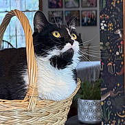 Tutankhamun joined the competition — help win amazing prizes! cat, tuxedo_cat, basket, indoor, yellow_eyes, curious, feline, pet, whiskers, black_and_white, woven, cozy, home, plant, photographs, curtain, table, fur, close_up, domestic_animal