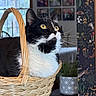 cat, tuxedo_cat, basket, indoor, yellow_eyes, curious, feline, pet, whiskers, black_and_white, woven, cozy, home, plant, photographs, curtain, table, fur, close_up, domestic_animal