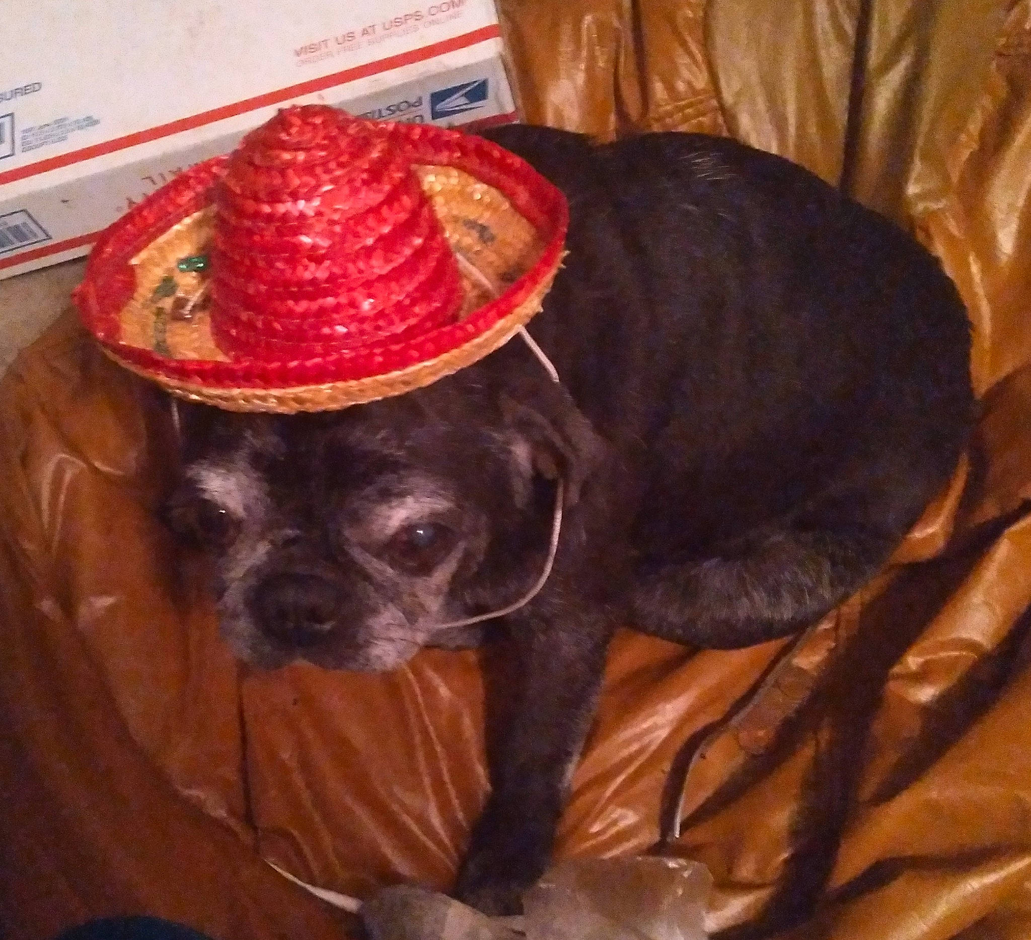 Spider is registered to the contest to win money with this photo: canidae, carnivore, companion_dog, costume_hat, dog, dog_breed, fashion_accessory, fawn, fur, hat, liver, pug, puggle, snout, sporting_group, tail, toy_dog, whiskers, working_animal, wrinkle