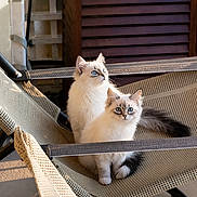 Toscane participe au concours pour gagner de l'argent avec cette photo : animal, blue_eyes, cat, chair, cozy, curious, domestic_cat, ears, feline, fluffy, indoor, pet, portrait, relaxed, sitting, sunlight, tail, two_cats, whiskers, woven_chair