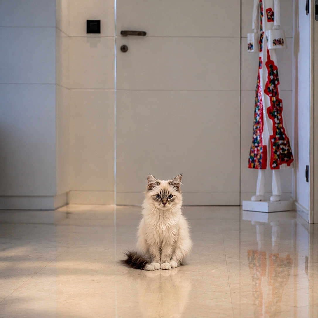 Toscane a rejoint le concours — aidez-le/la à gagner de superbes lots ! animal, art, brown, calm, cat, decor, door, eyes, feline, floor, fluffy, indoor, pet, portrait, quiet, reflection, room, sitting, statue, white