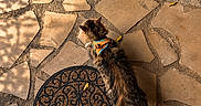 Tom participe au concours pour gagner de l'argent avec cette photo : animal, brown, casual, cat, cozy, doormat, exploration, feet, floor, harness, outdoor, pattern, pet, shadow, shoes, stone_patio, sunlight, texture, tile, walking
