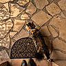 animal, brown, casual, cat, cozy, doormat, exploration, feet, floor, harness, outdoor, pattern, pet, shadow, shoes, stone_patio, sunlight, texture, tile, walking