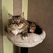 Tom a rejoint le concours — aidez-le/la à gagner de superbes lots ! animal, cat, cat_tree, companion, cozy, cute, domestic, ears, fluffy, fur, furniture, indoor, paws, perch, pet, relaxed, striped_wall, stuffed_animal, tabby, whiskers