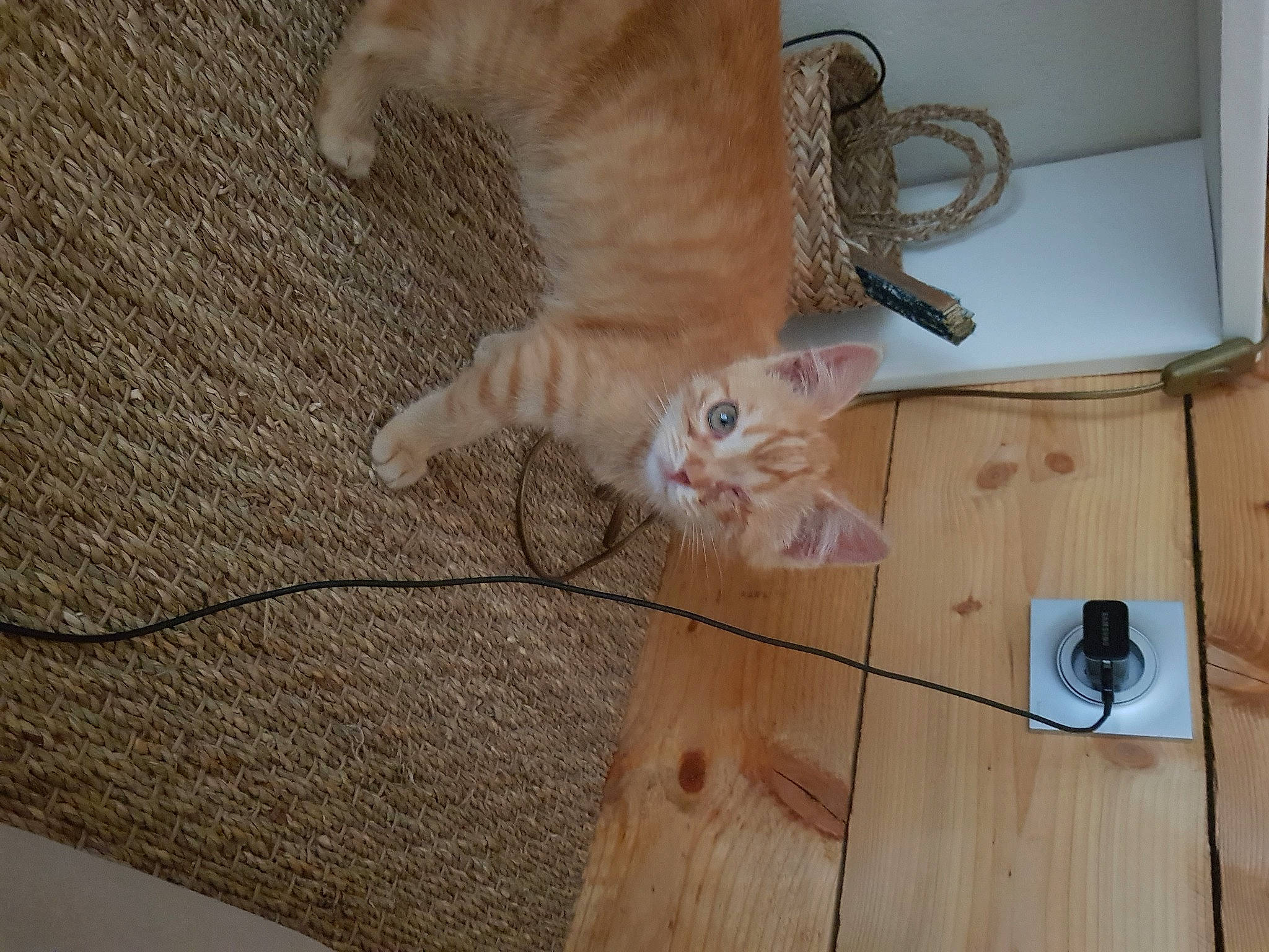 Bidouille a rejoint le concours — aidez-le/la à gagner de superbes lots ! carnivore, cat, domestic_short_haired_cat, fawn, felidae, floor, flooring, fur, hardwood, laminate_flooring, plank, plywood, small_to_medium_sized_cats, table, tail, varnish, whiskers, wood, wood_flooring, wood_stain