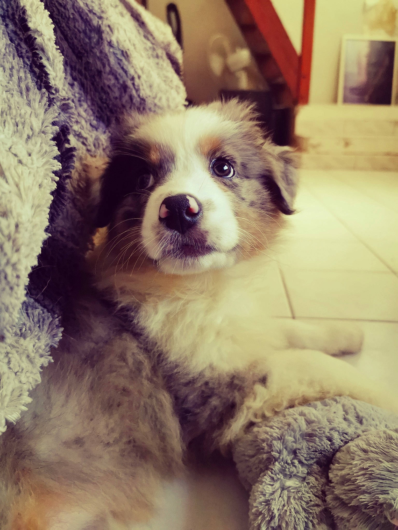 Princesse participe au concours pour gagner de l'argent avec cette photo : australian_shepherd, canidae, carnivore, companion_dog, dog, dog_breed, ear, eye, fur, head, love, mammal, miniature_australian_shepherd, nose, puppy, puppy_love, rare_breed_dog, sky, snout, whiskers