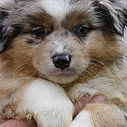 Arper participe au concours pour gagner de l'argent avec cette photo : adorable, animal, being_held, brown, close_up, cute, dog, domestic_animal, face, fluffy, fur, hand, mammal, paws, pet, portrait, puppy, soft, white, young
