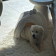 Billy a rejoint le concours — aidez-le/la à gagner de superbes lots ! animal, cozy, cuddly, dog, fluffy, furniture, golden_retriever, indoors, living_room, pet, pet_bed, plush_bed, portrait, puppy, rug, sitting, sunlight, table, white, window
