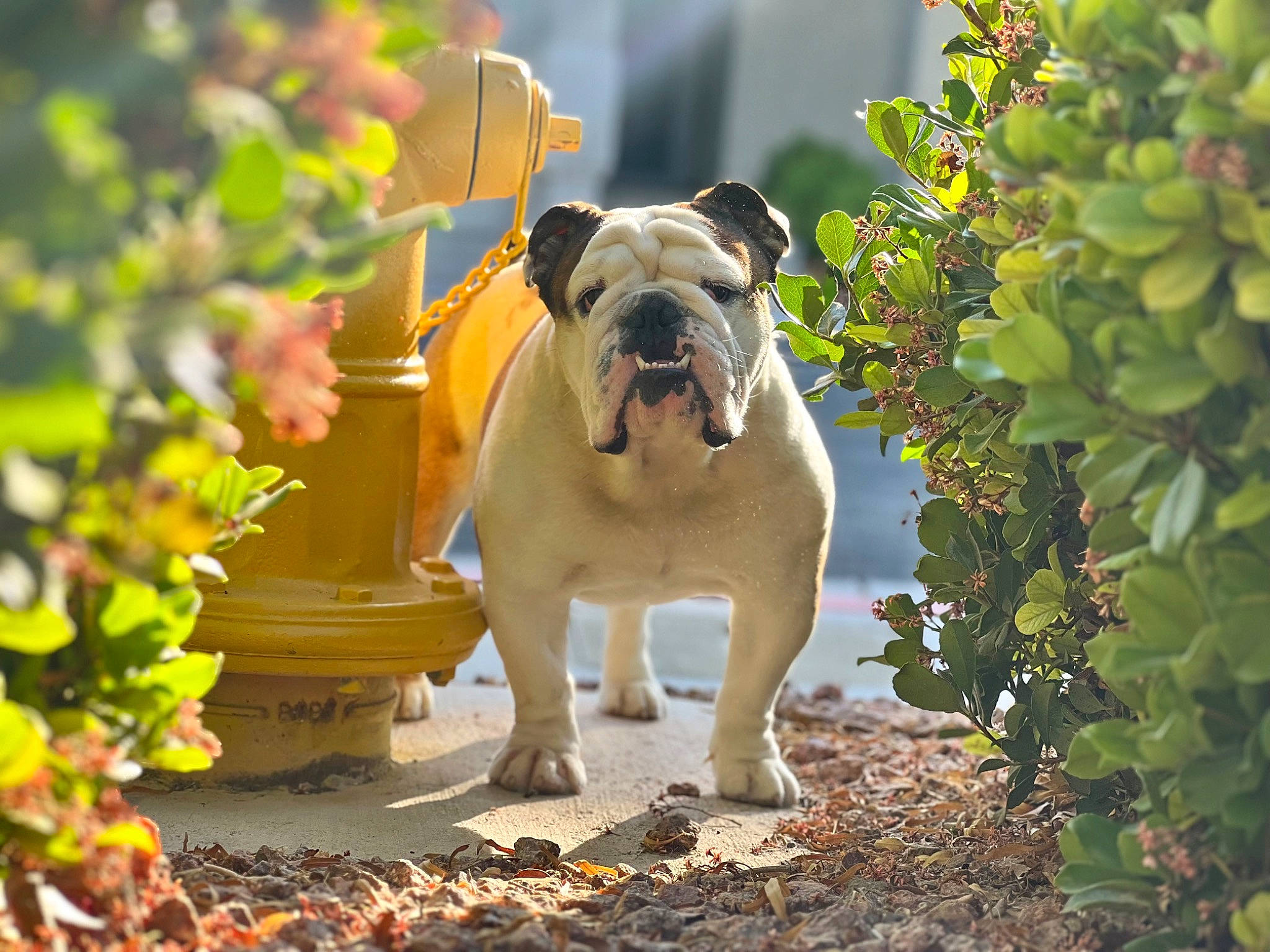 Smalls joined the competition — help win amazing prizes! annual_plant, bulldog, canidae, carnivore, companion_dog, dog, dog_breed, fawn, garden, grass, molosser, plant, pug, snout, soil, sporting_group, toy_dog, tree, working_animal, wrinkle