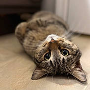 Spider Man is registered to the contest to win money with this photo: animal, cat, closeup, curious, cute, domestic_cat, ears, eyes, floor, fur, indoor, lying_down, mammal, pet, portrait, relaxed, tabby, tabby_cat, upside_down, whiskers