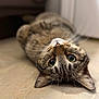 animal, cat, closeup, curious, cute, domestic_cat, ears, eyes, floor, fur, indoor, lying_down, mammal, pet, portrait, relaxed, tabby, tabby_cat, upside_down, whiskers