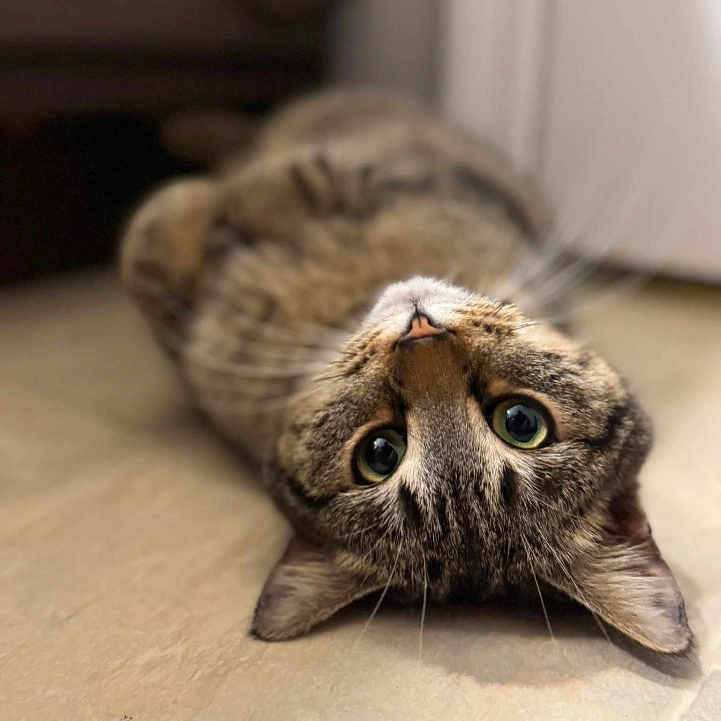 Spider Man is registered to the contest to win money with this photo: animal, cat, closeup, curious, cute, domestic_cat, ears, eyes, floor, fur, indoor, lying_down, mammal, pet, portrait, relaxed, tabby, tabby_cat, upside_down, whiskers