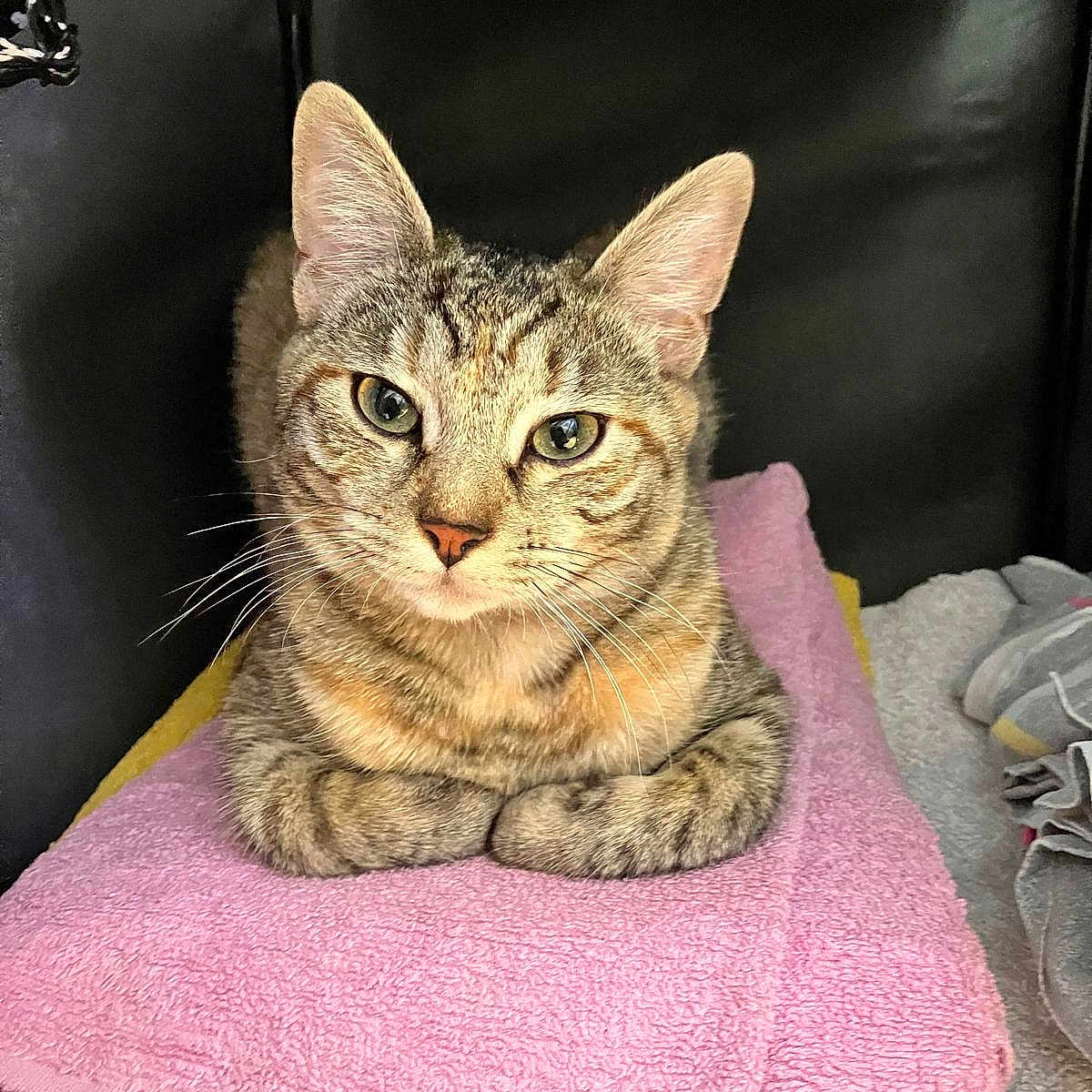 Zara a rejoint le concours — aidez-le/la à gagner de superbes lots ! animal, cat, cozy, cute, domestic_cat, ears, eyes, folded_towel, fur, indoor, looking_at_camera, pet, pink_towel, relaxed, resting, soft_texture, stacked_towels, tabby_cat, towel, whiskers