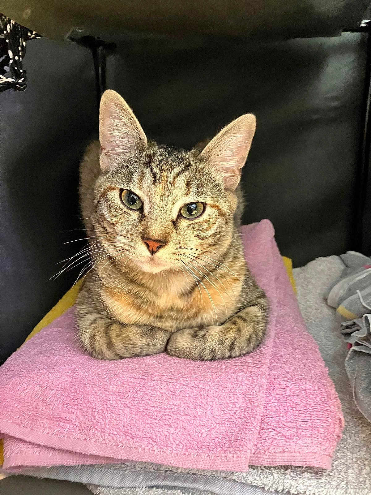 Zara a rejoint le concours — aidez-le/la à gagner de superbes lots ! cat, tabby_cat, towel, pink_towel, folded_towel, indoor, pet, animal, fur, whiskers, ears, eyes, resting, cozy, soft_texture, stacked_towels, relaxed, cute, looking_at_camera, domestic_cat