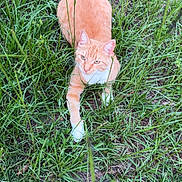 Lupe joined the competition — help win amazing prizes! alert, animal, cat, cute, ears, eyes, field, fur, grass, greenery, laying_down, mammal, nature, orange_tabby, outdoor, pet, relaxed, whiskers, white_paws, wildlife