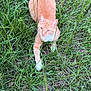 alert, animal, cat, cute, ears, eyes, field, fur, grass, greenery, laying_down, mammal, nature, orange_tabby, outdoor, pet, relaxed, whiskers, white_paws, wildlife