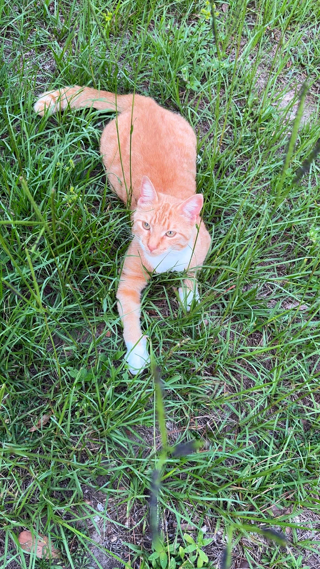 Lupe joined the competition — help win amazing prizes! alert, animal, cat, cute, ears, eyes, field, fur, grass, greenery, laying_down, mammal, nature, orange_tabby, outdoor, pet, relaxed, whiskers, white_paws, wildlife