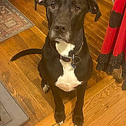 Laoch joined the competition — help win amazing prizes! dog, black_dog, white_chest, pet, wooden_floor, indoor, collar, sitting, looking_up, ears, tail, floor_rug, curtain, polka_dots, home, animal, canine, fur, alert, domestic