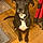 Laoch