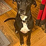 dog, black_dog, white_chest, pet, wooden_floor, indoor, collar, sitting, looking_up, ears, tail, floor_rug, curtain, polka_dots, home, animal, canine, fur, alert, domestic
