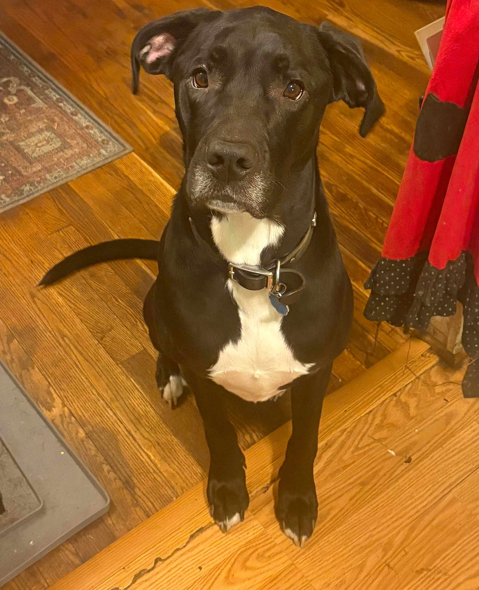 Laoch joined the competition — help win amazing prizes! dog, black_dog, white_chest, pet, wooden_floor, indoor, collar, sitting, looking_up, ears, tail, floor_rug, curtain, polka_dots, home, animal, canine, fur, alert, domestic