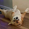 animal, brown, canine, companion, corgi, cute, dog, domestic, floor, fur, happy, indoor, lying_down, paw, pet, relaxed, resting, sleepy, white, wooden_floor