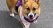Stella is registered to the contest to win money with this photo: animal, bandana, canine, companion, corgi, cute, daylight, dog, ears_up, friendly, fur, happy, harness, leash, outdoor, pavement, pet, small_dog, tongue_out, walking