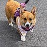 animal, bandana, canine, companion, corgi, cute, daylight, dog, ears_up, friendly, fur, happy, harness, leash, outdoor, pavement, pet, small_dog, tongue_out, walking