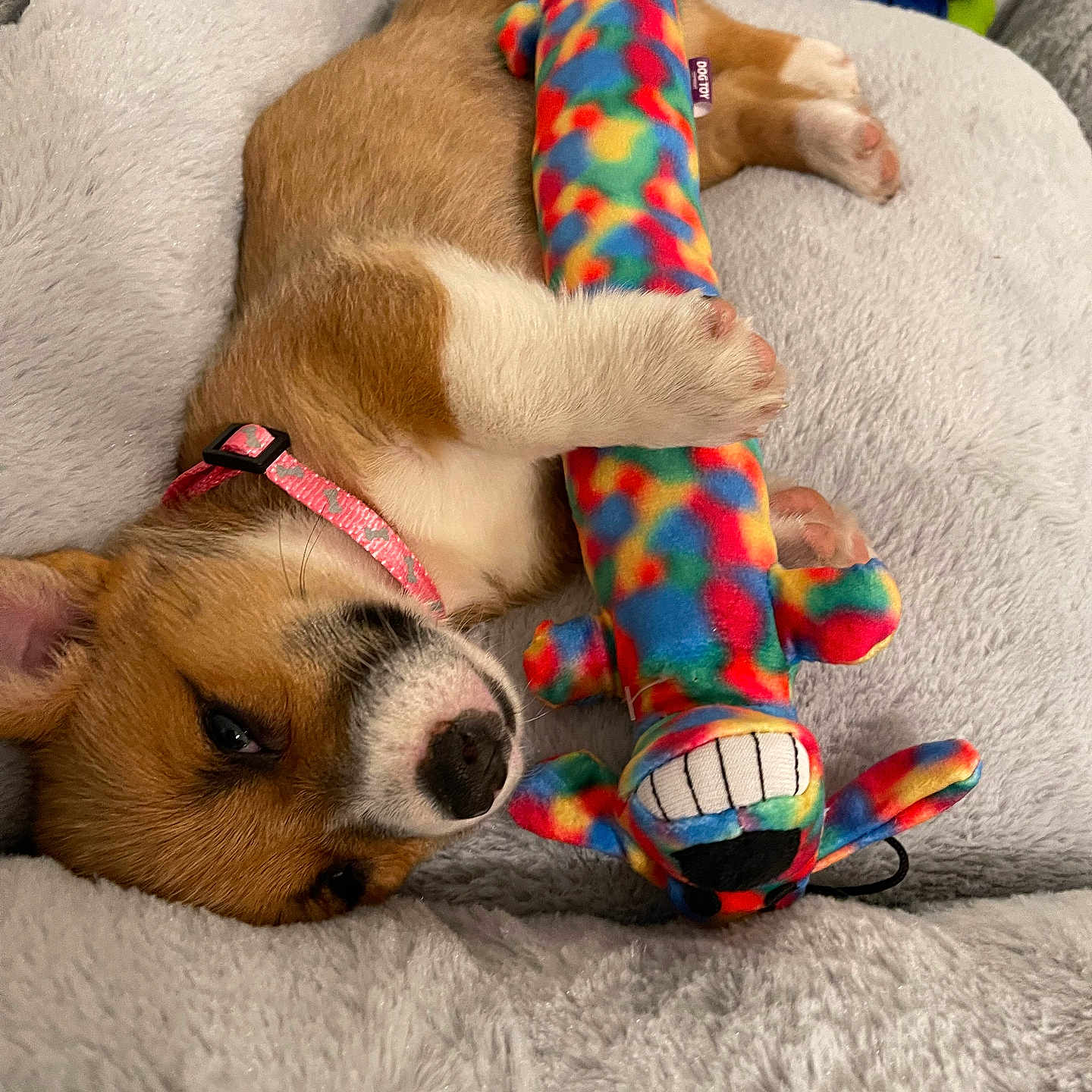 Stella