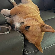 Stella joined the competition — help win amazing prizes! animal, brown_dog, canine, close_up, comfortable, cup_holder, dog, domestic_animal, ears, floor, furniture, home, indoor, laying_down, leather_couch, pet, relaxed, resting, sideways, stitching