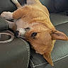 animal, brown_dog, canine, close_up, comfortable, cup_holder, dog, domestic_animal, ears, floor, furniture, home, indoor, laying_down, leather_couch, pet, relaxed, resting, sideways, stitching