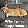 animal, brown_dog, canine, comfort, couch, cozy, cute, dog, happy, household, indoor, leather, napping, pet, relaxation, resting, sleeping, sofa, stitching, tongue_out