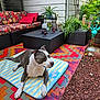 dog, outdoor, cushion, rug, sofa, pillow, plant, flower, garden, patio, decoration, bird_figurine, wicker_furniture, colorful, striped, relaxed, animal, summer, laying, backyard