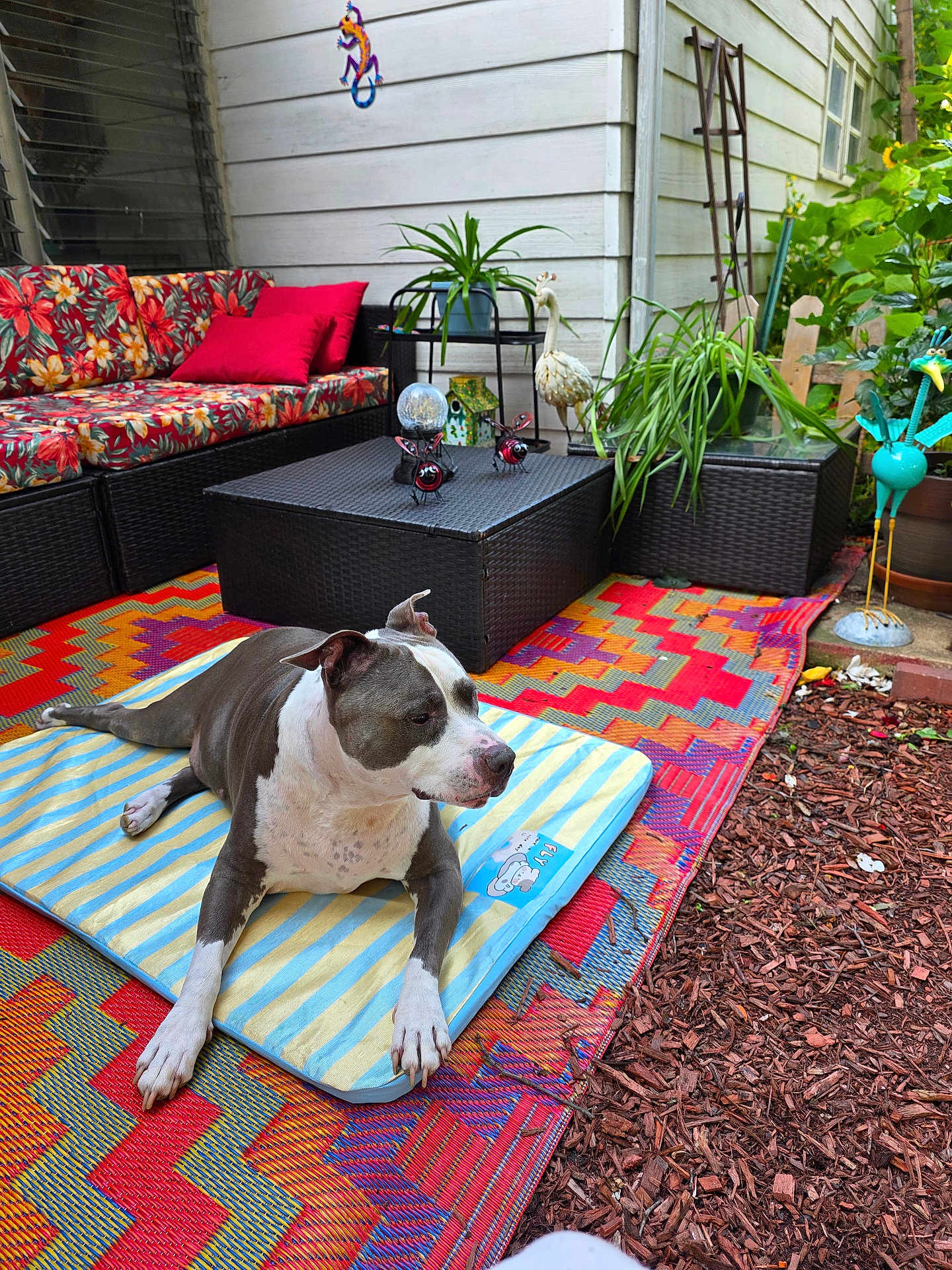 Diesel is registered to the contest to win money with this photo: dog, outdoor, cushion, rug, sofa, pillow, plant, flower, garden, patio, decoration, bird_figurine, wicker_furniture, colorful, striped, relaxed, animal, summer, laying, backyard