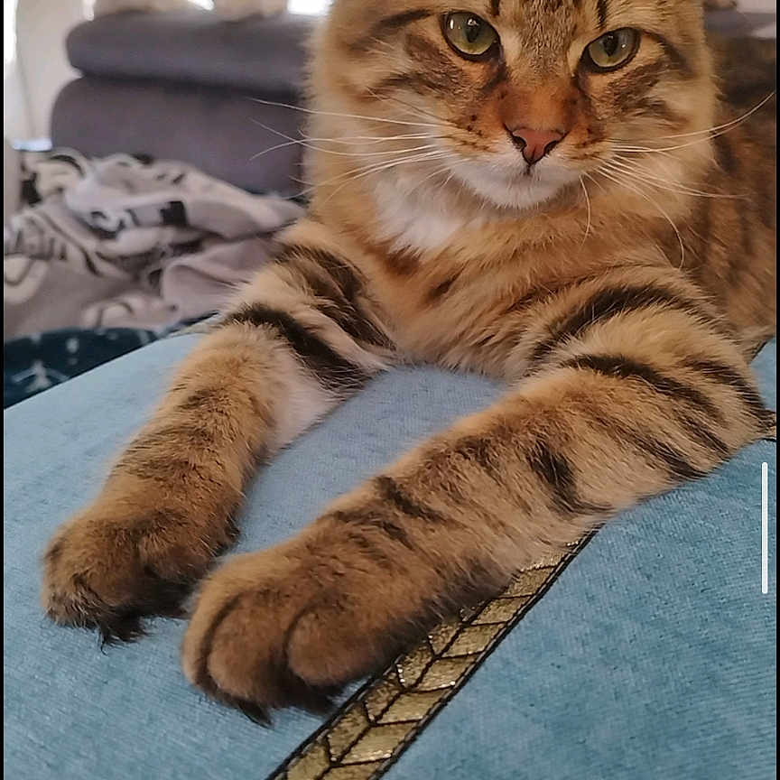 Loki a rejoint le concours — aidez-le/la à gagner de superbes lots ! cat, tabby_cat, indoor, couch, cushion, blue_cushion, decorative_stripe, feline, pet, relaxed, fur, whiskers, ears, eyes, front_paws, close_up, portrait, home_interior, window, curtain