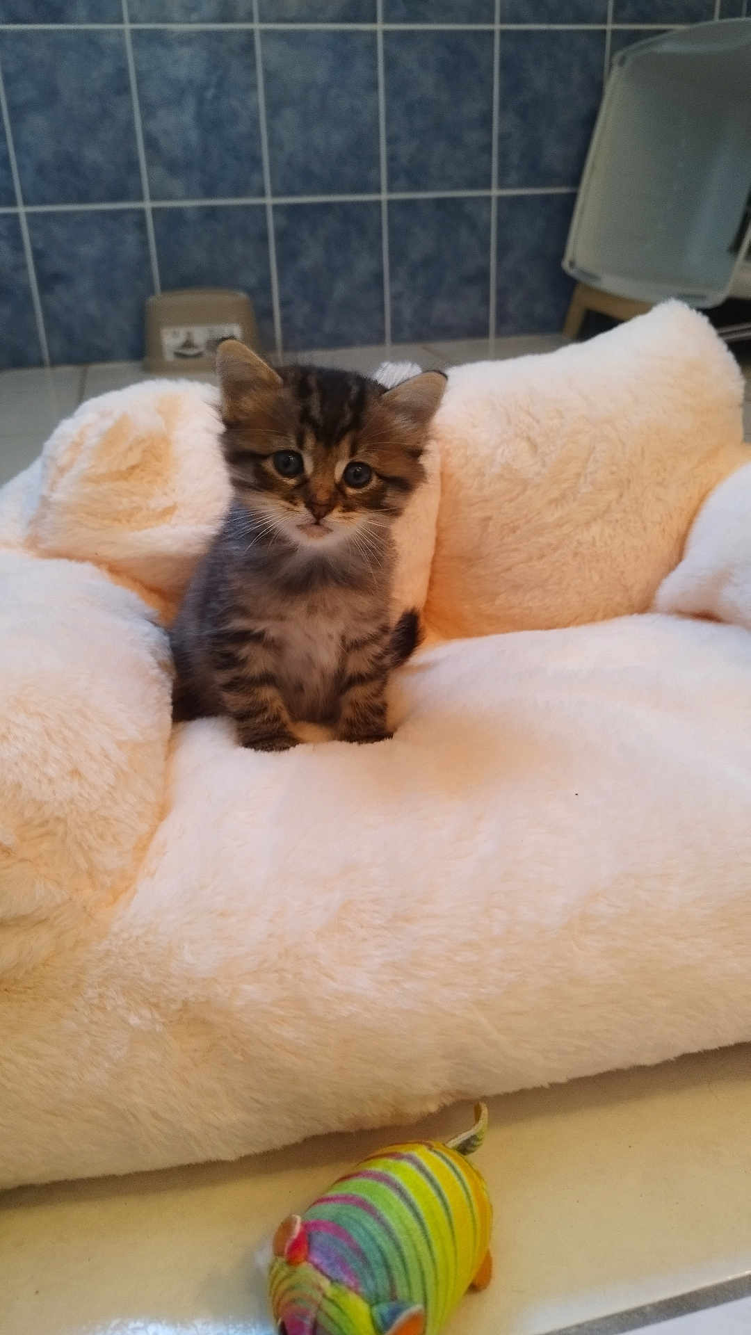 Loki