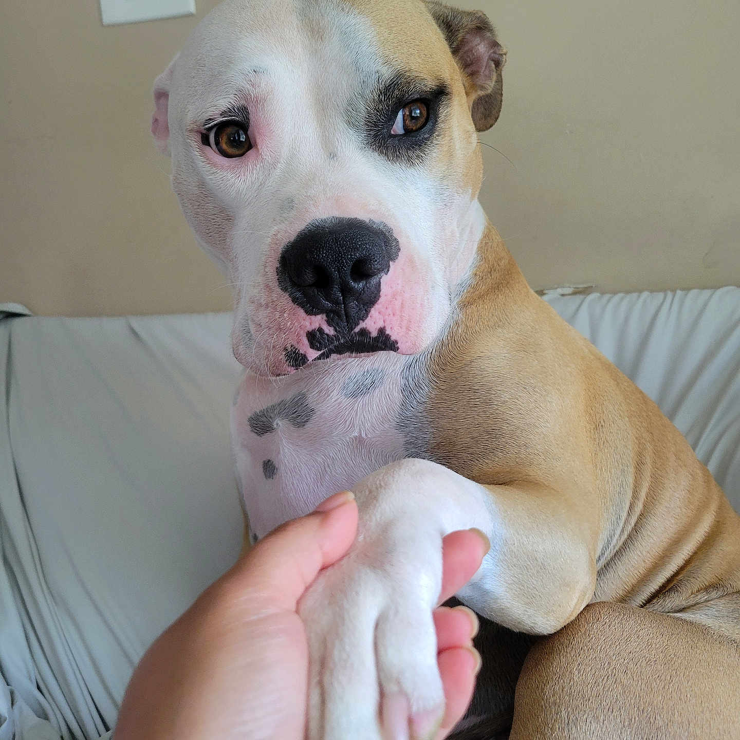 Willow is registered to the contest to win money with this photo: animal, baby, bodypart, boxer, bulldog, canine, couch, dog, finger, furniture, hand, hound, indoors, interiordesign, person, pet, pitbull, puppy, snout, wrist