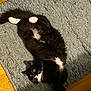 cat, black_and_white, fluffy, lying_down, rug, yellow_eyes, indoor, wooden_floor, pet, animal, feline, curious, whiskers, paw, relaxed, fur, cute, domestic, playful, cozy