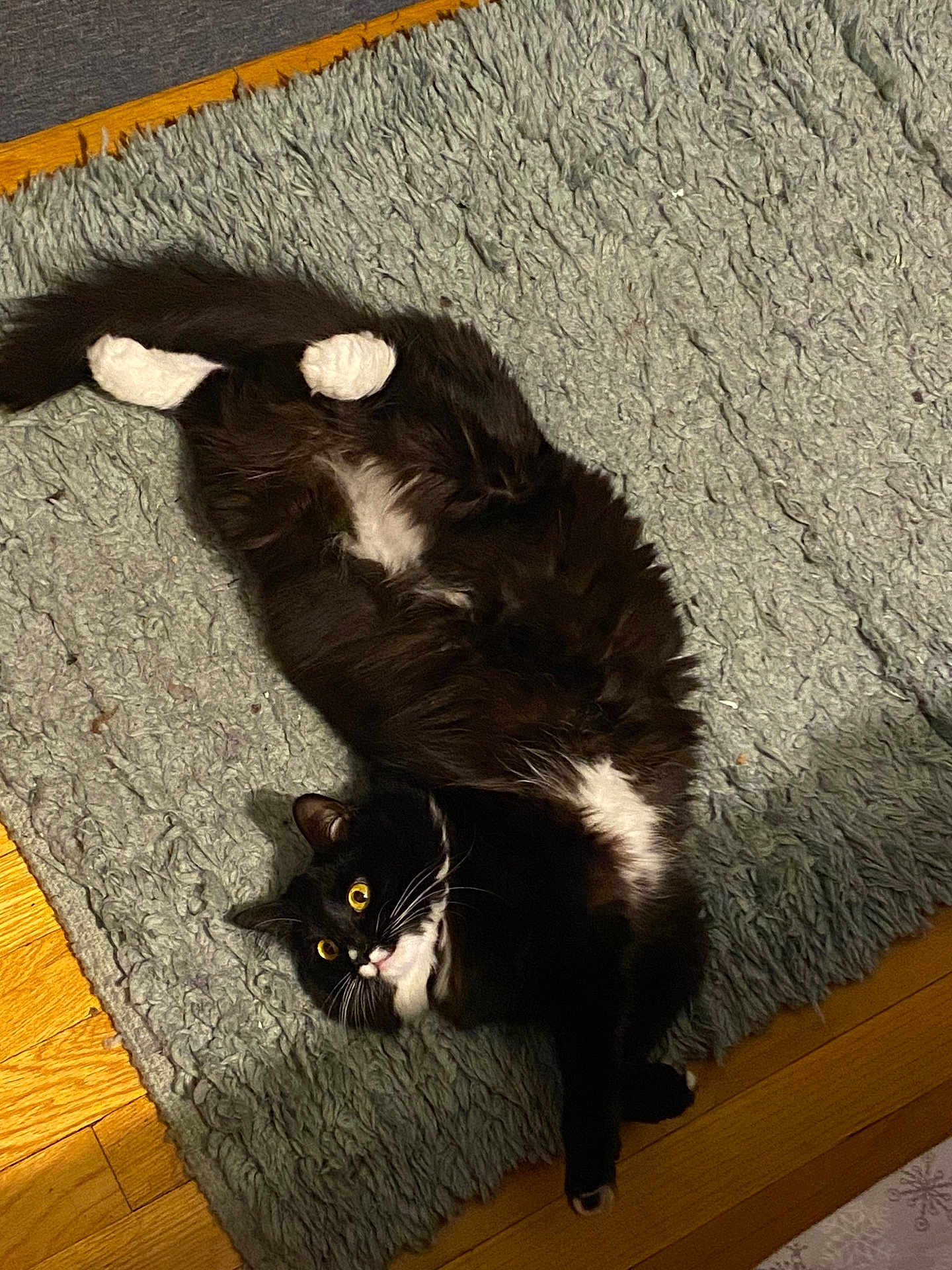 Fiona