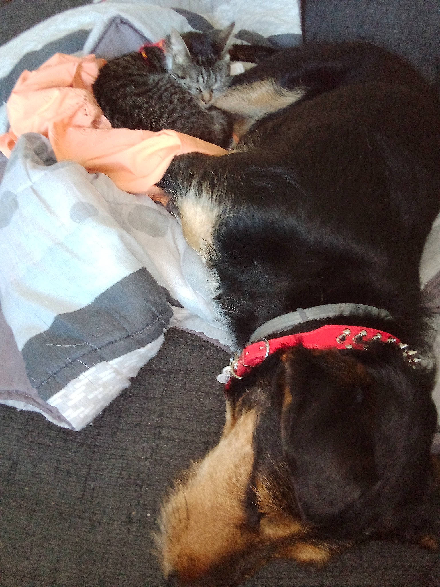 Happy a rejoint le concours — aidez-le/la à gagner de superbes lots ! carnivore, cat, collar, comfort, companion_dog, dog, dog_breed, dog_collar, ear, fawn, felidae, fur, liver, pet_supply, small_to_medium_sized_cats, snout, sporting_group, tail, whiskers, working_animal