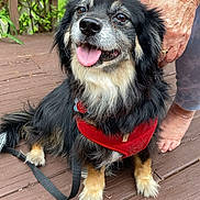 Echo is registered to the contest to win money with this photo: dog, pet, animal, canine, fluffy, black_fur, red_harness, tongue_out, happy, outdoor, wooden_deck, leash, person, hands, greenery, garden, paws, sitting, closeup, companion