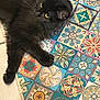 animal, black_cat, cat, close_up, colorful, cozy, cute, domestic_animal, feline, fur, indoor, lying_down, patterned_quilt, pet, quilt, relaxing, resting, soft_texture, tile_floor, yellow_eyes